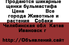Продаются шикарные щенки бульмастифа › Цена ­ 45 000 - Все города Животные и растения » Собаки   . Челябинская обл.,Катав-Ивановск г.